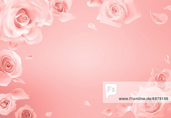 pink  Rose