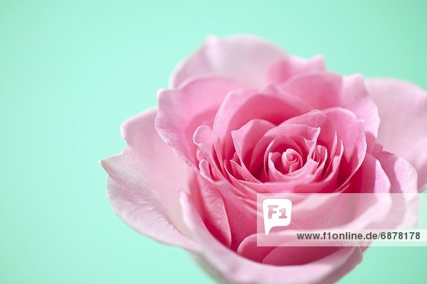 pink  1  Rose