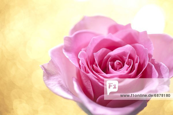pink  1  Rose