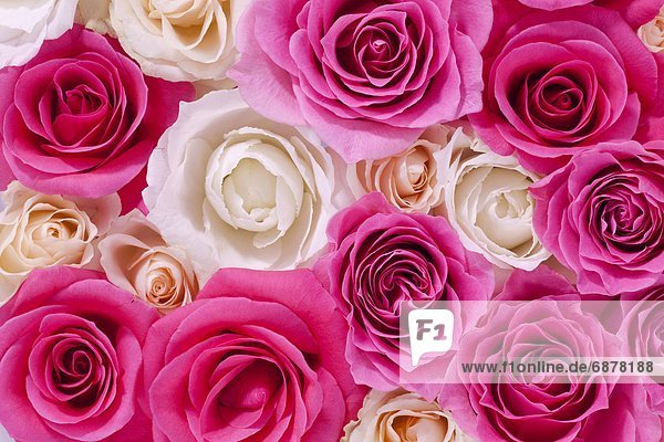 pink  rot  Rose