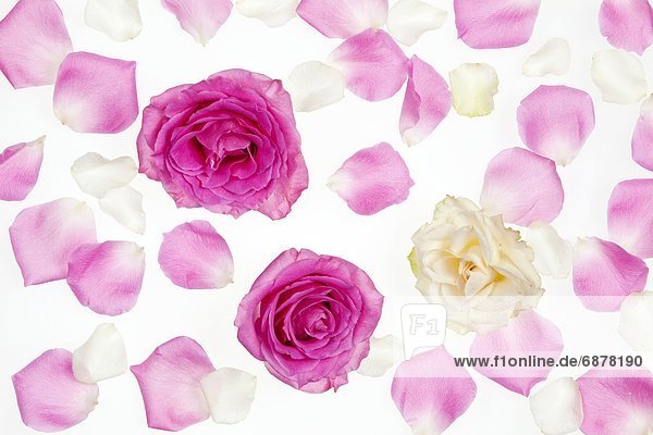 Blütenblatt  Rose