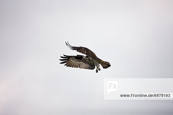 Osprey Flying
