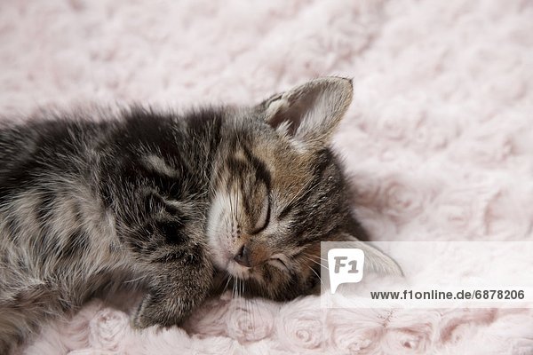 Handtuch  schlafen  Kätzchen  Katze