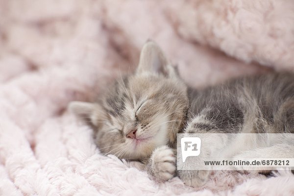 Handtuch  schlafen  Kätzchen  Katze