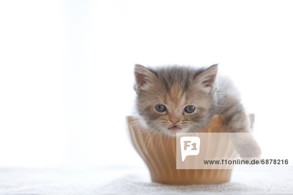 Kätzchen  Katze
