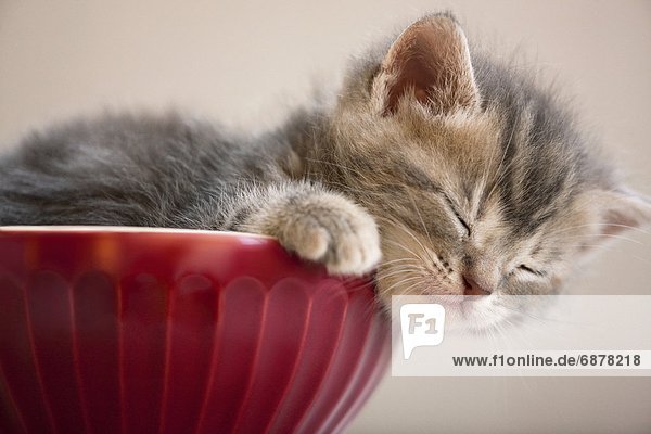 schlafen  Kätzchen  Katze
