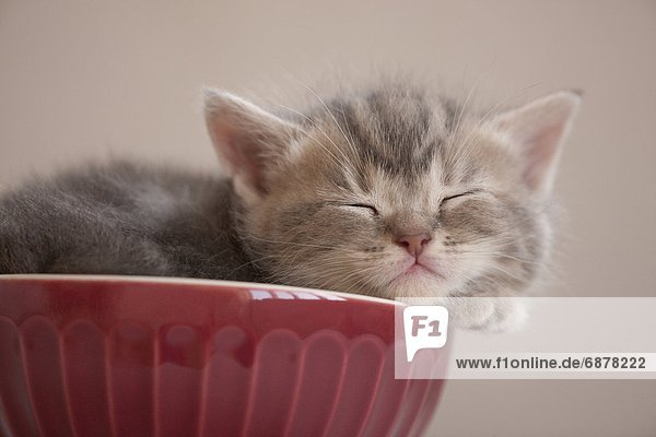 schlafen  Kätzchen  Katze