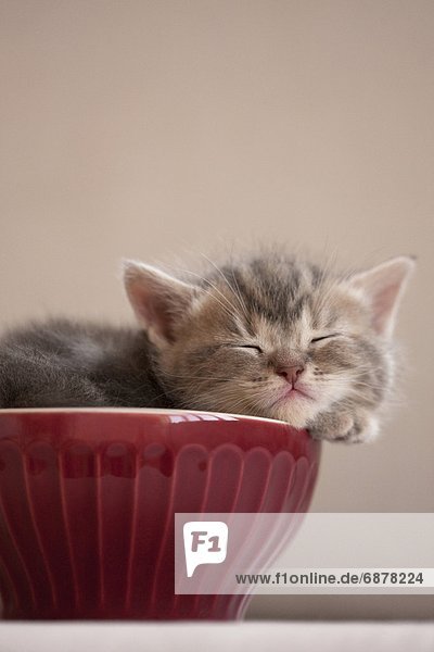 schlafen  Kätzchen  Katze