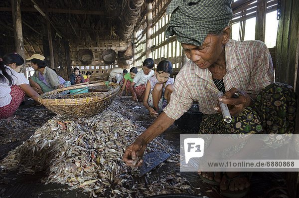 liegend  liegen  liegt  liegendes  liegender  liegende  daliegen  Fisch  Pisces  Frau  fangen  Senior  Senioren  Erfolg  Zigarre  Dorf  angeln  Prüfung  Myanmar