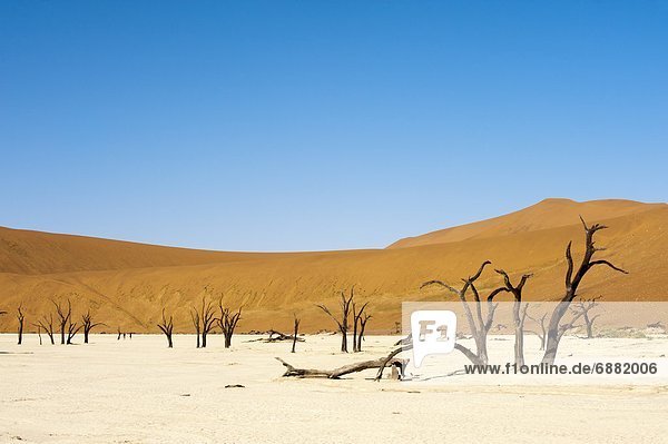 Namibia Namib Namib Naukluft Nationalpark kahler Baum kahl kahle Bäume Afrika Sossusvlei