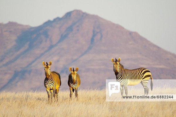 Berg Namibia Afrika Damaraland Zebra