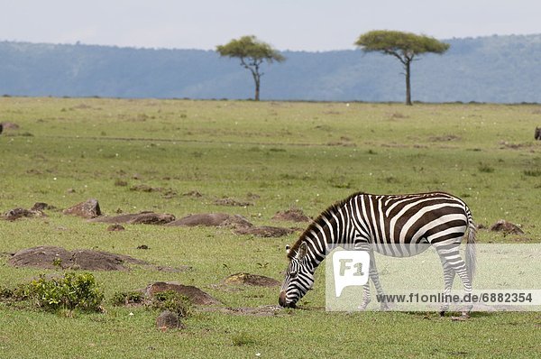 Ostafrika Masai Mara National Reserve Afrika Kenia Steppenzebra  Equus quagga