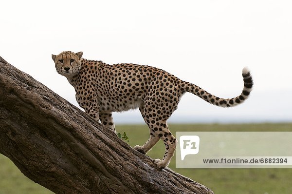 Cheetah  (Acynonix jubatus)  Masai Mara  Kenya  East Africa  Africa