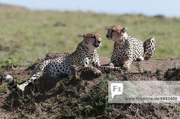 Cheetah (Acynonix jubatus)  Masai Mara  Kenya  East Africa  Africa