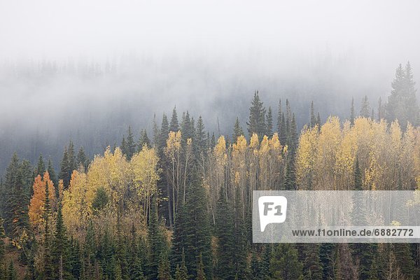 Yellow aspens and evergreens with low clouds  Wasatch-Cache National Forest  Utah  United States of America  North America