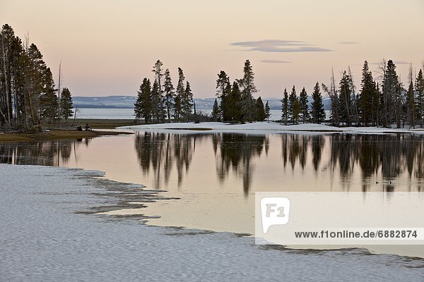 Evergreens along Yellowstone Lake in the early spring at sunset  Yellowstone National Park  UNESCO World Heritage Site  Wyoming  United States of America  North America