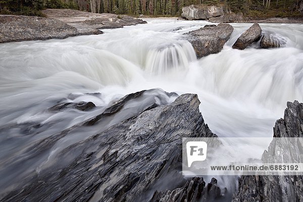 fallen  fallend  fällt  treten  Fluss  Nordamerika  UNESCO-Welterbe  Yoho Nationalpark  British Columbia  Kanada