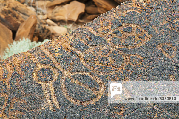 Petroglyphs or rock engravings  Twyfelfontein  UNESCO World Heritage Site  Damaraland  Kunene Region  Namibia  Africa