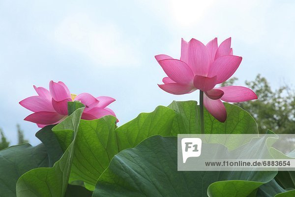 Pink Lotus-Blüten
