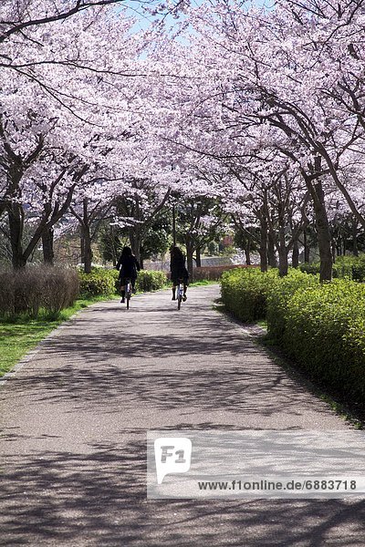 Baum  Fahrradfahrer  unterhalb  Kirsche  Blüte  2