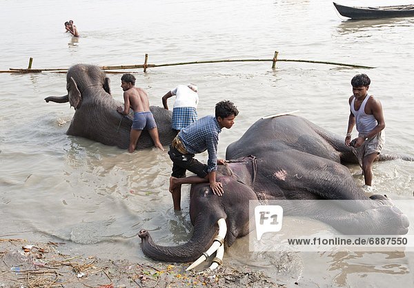 junger Mann  junge Männer  Vorbereitung  waschen  Fluss  Rind  Elefant  Heiligkeit  Ganges  Asien  Bihar  Indien
