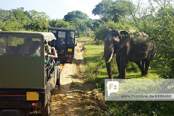 Asiatic tusker elephant (Elephas maximus maximus)  close to tourists in jeep  Yala National Park  Sri Lanka  Asia