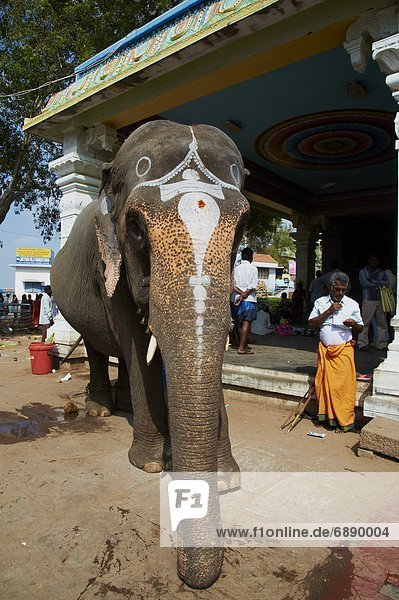 Benediction of elephant  Sri Jambukeshwara temple  Tiruchirappalli (Trichy)  Tamil Nadu  India  Asia