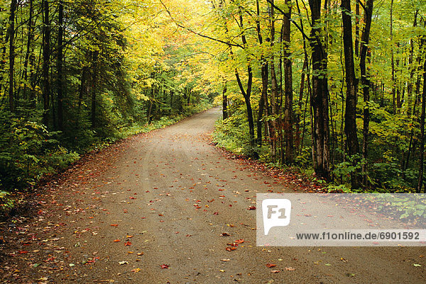 Gravel Road in Autumn Muskoka Region  Ontario  Canada