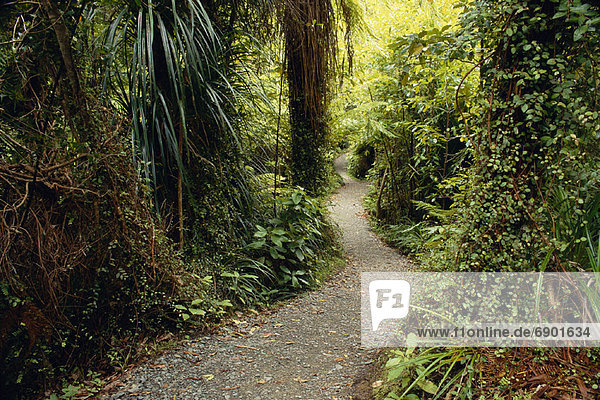 Küste  neuseeländische Südinsel  Neuseeland  Regenwald