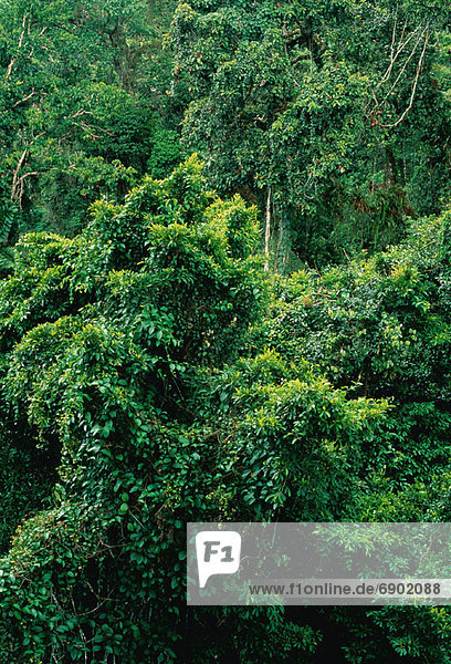 Tropisch Tropen subtropisch Ecuador Regenwald