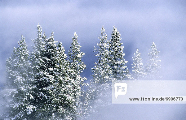 Vereinigte Staaten von Amerika  USA  bedecken  Baum  Dunst  Yellowstone Nationalpark  Schnee  Wyoming
