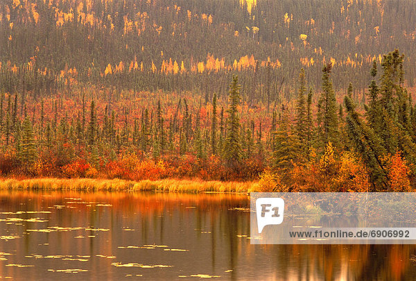 Baum  See  Herbst  Geographie  Kanada  Yukon