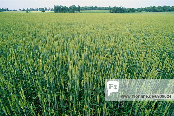 Wheat Field  Stouffville  Ontario  Canada