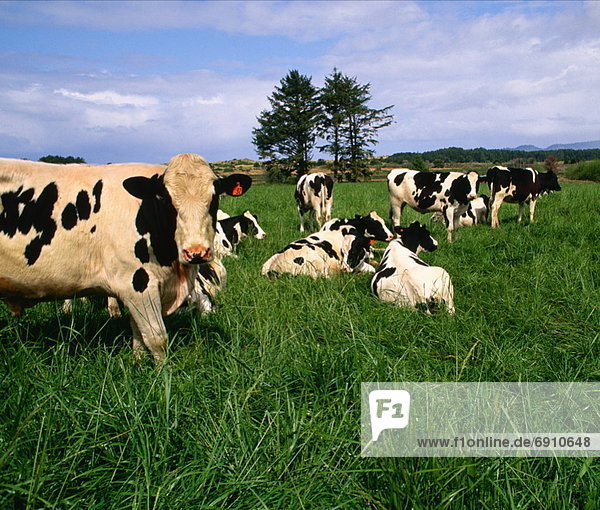 Dairy Cattle  near Tillamook  Oregon  USA