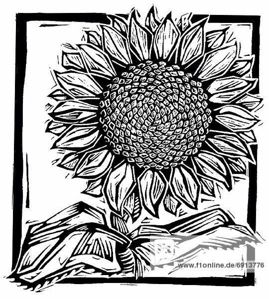 Sonnenblume  helianthus annuus  Illustration