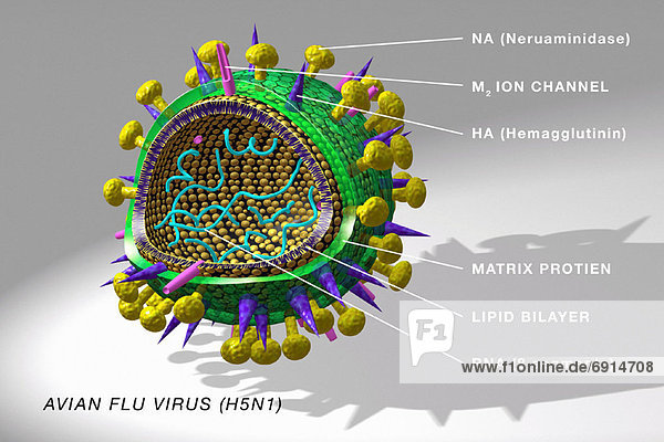Grippe  Virus  Vogel  Diagramm