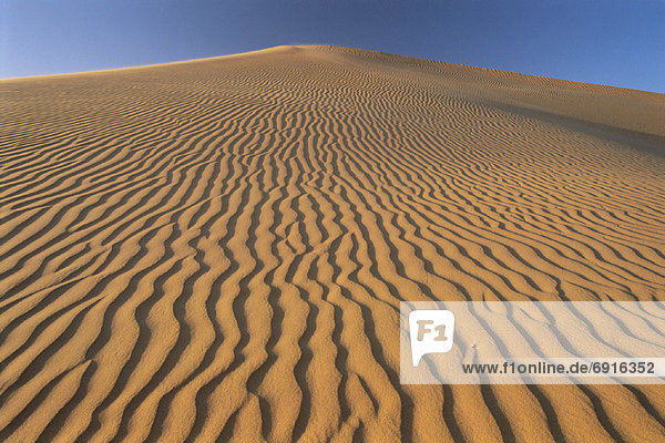 Grand Erg Oriental Desert  Sahara  Algeria
