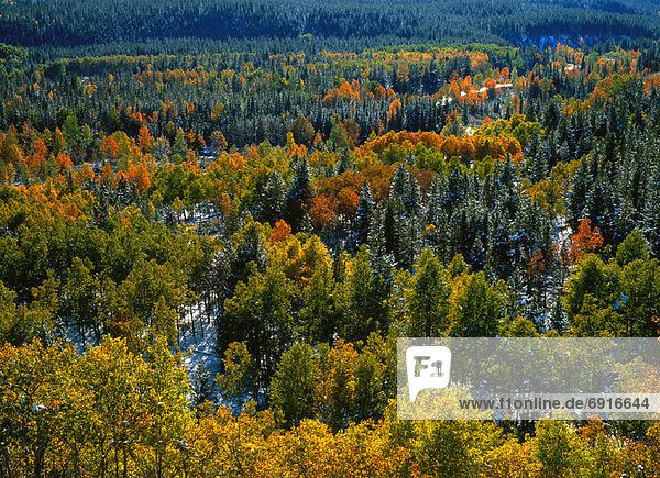 Baum  Herbst  Fichte  Kananaskis Country  Alberta  Kanada  Pappel