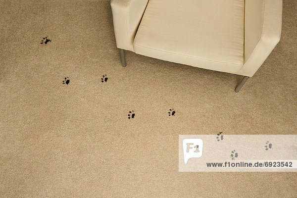 Spur  Hund  Teppichboden  Teppich  Teppiche