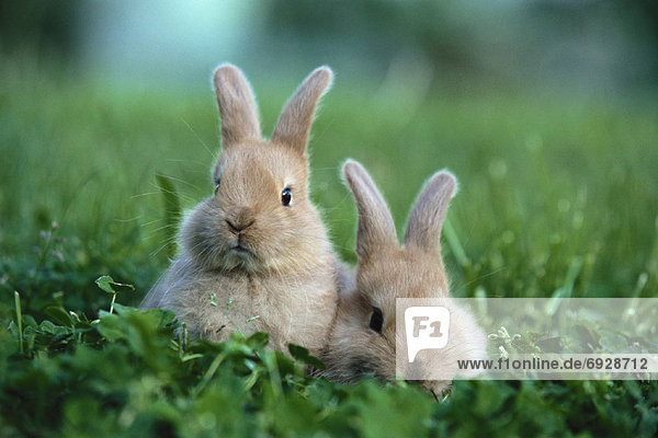 Baby Hares
