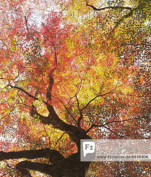 Tree in autumn color  Toyota city  Aichi prefecture  Japan
