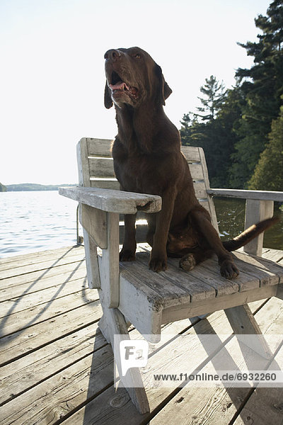 Dog Sitting on Dock  Three Mile Lake  Muskoka  Ontario  Canada