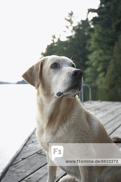 Dog Sitting on Dock  Three Mile Lake  Muskoka  Ontario  Canada