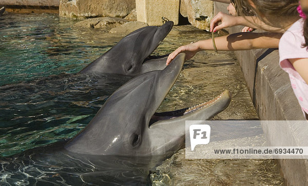 Vereinigte Staaten von Amerika  USA  Delphin  Delphinus delphis  Kalifornien  San Diego
