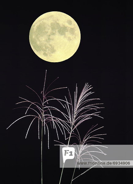 The moon and Japanese pampas grass
