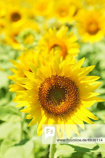 Field of sunflowers  Zama  Kanagawa Prefecture  Japan