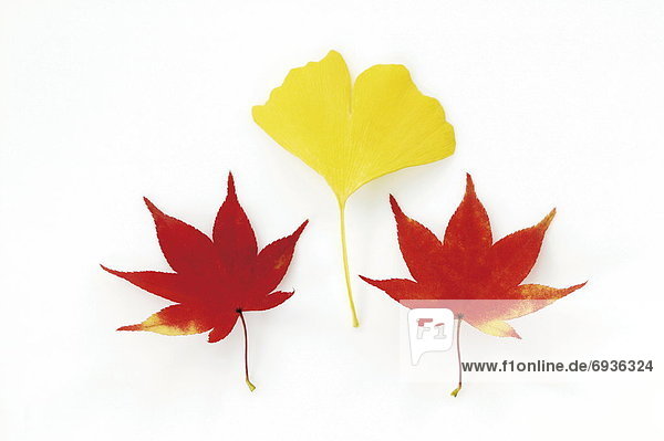 Maple leaves and a ginkgo leaf in Autumn colours