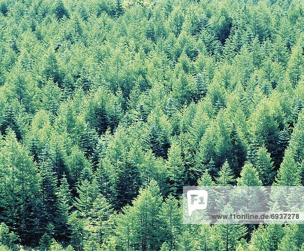 Wald