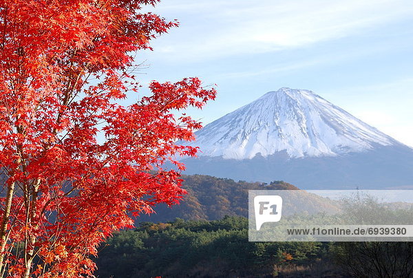 Mt. Fuji and tree in red  Fujikawaguchiko town  Yamanashi prefecture  Japan