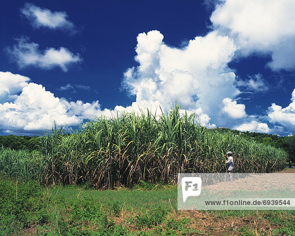Sugarcane field in Nago  Okinawa Prefecture  Japan